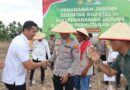 Dukung Swasembada Pangan, Polrestabes Medan Tanam Jagung Kuartal III di Sunggal