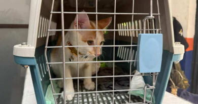 KAI Logistik Catat 13.435 Pengiriman Hewan Saat Ramadan – IdulFitri