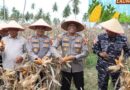 Dukung Program Asta Cita, Polres Tanjungbalai Sukses Gelar Panen Raya Jagung 6 Ton