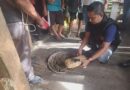 Polsek Bahorok Gagalkan Peredaran 2 Kg Ganja di Bukit Lawang, Seorang Pria Diamankan