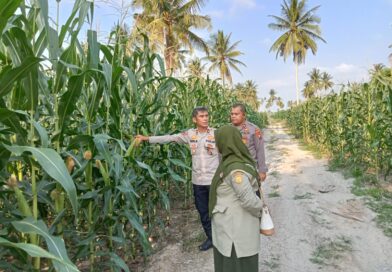 Lahan Tanaman Jagung Binaan Polres Tanjungbalai Ditinjau