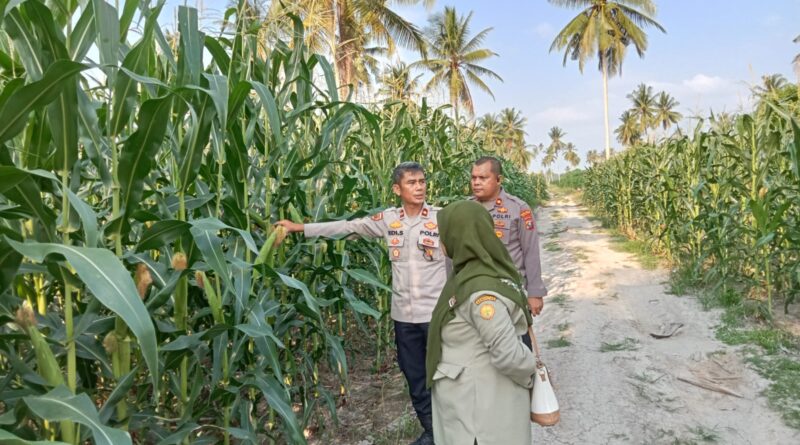 Lahan Tanaman Jagung Binaan Polres Tanjungbalai Ditinjau