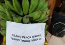 Pisang Kepok Jumbo Kualitas Ekspor di Paviliun Tebingtinggi