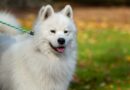 Anjing Samoyed, Ciri Karakter dan Cara Merawatnya