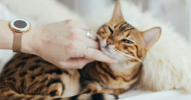 Kandungan Obat Jamur Kucing yang Penting Diperhatikan